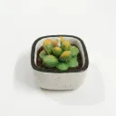 Mini Cactus Pot Candle
